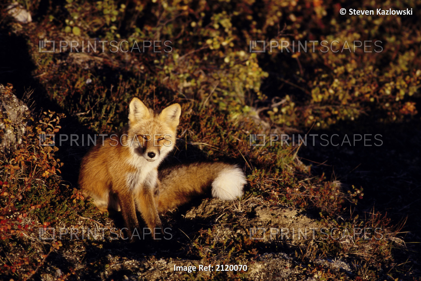 Red Fox Sitting Amongst Fall Colored Tundra Anwr Alaska