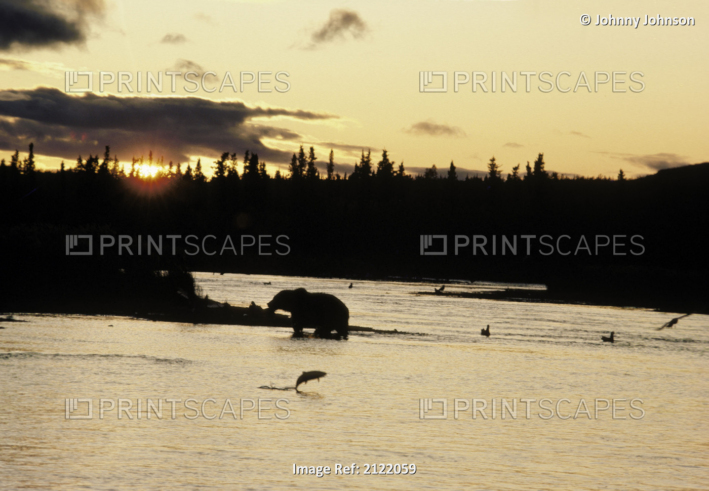 Grizzly Crossing Brooks River Sunset Fish Jumping Sw