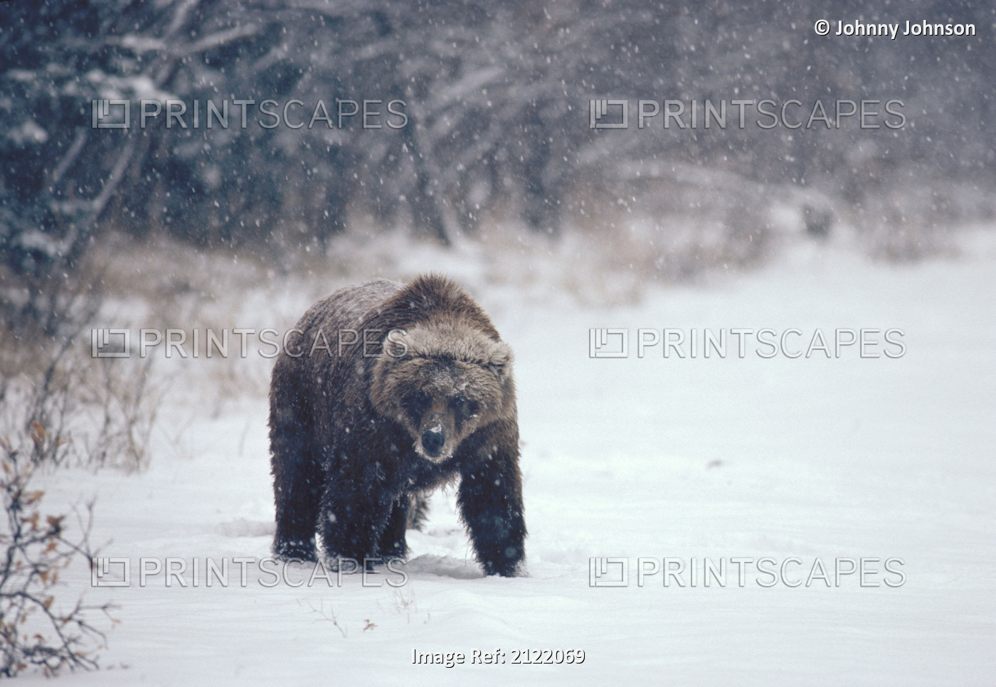 Grizzly Sow In Snow/Nstorm Katmai Np Sw Ak