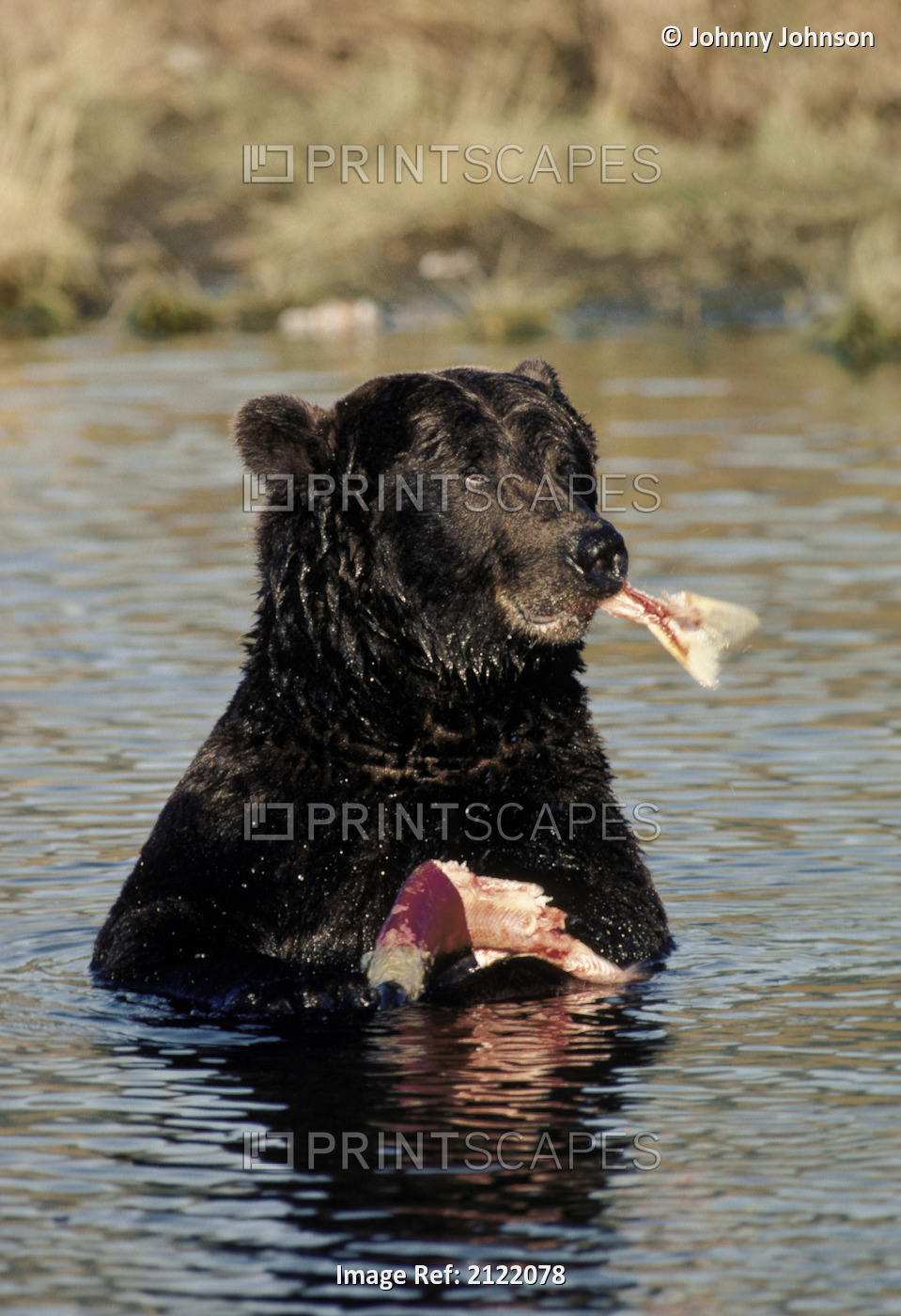 Grizzly Bear Eating Salmon Katmai Natl Park Sw Ak Summer Portrait
