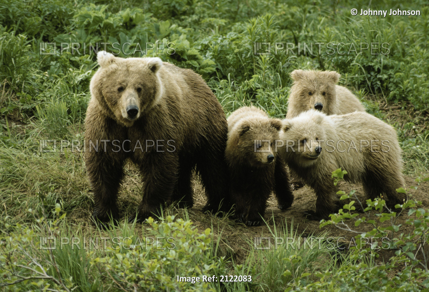 Grizzly Bear W/ Three Cubs Mcneil River Summer Sw Ak