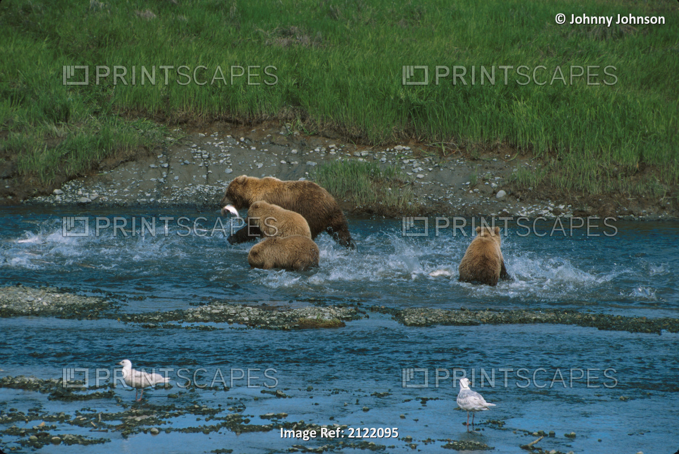 Grizzly Bear W/Cubs Fishing For Salmon Mcneil River Sw