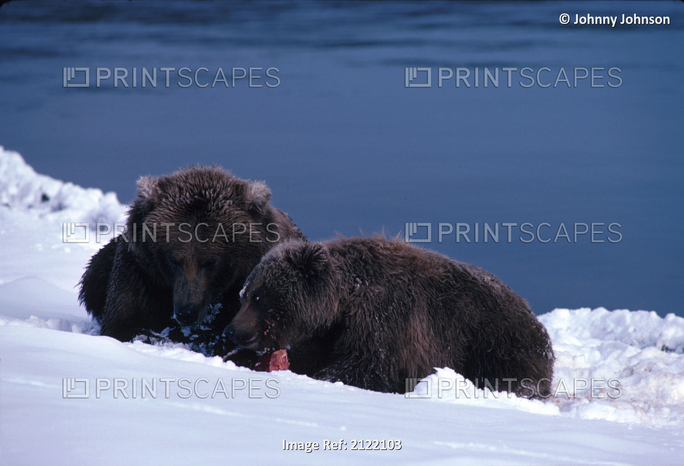 Brown Bear Sow & Cub Eat Fish Winter Katmai Np Sw Ak