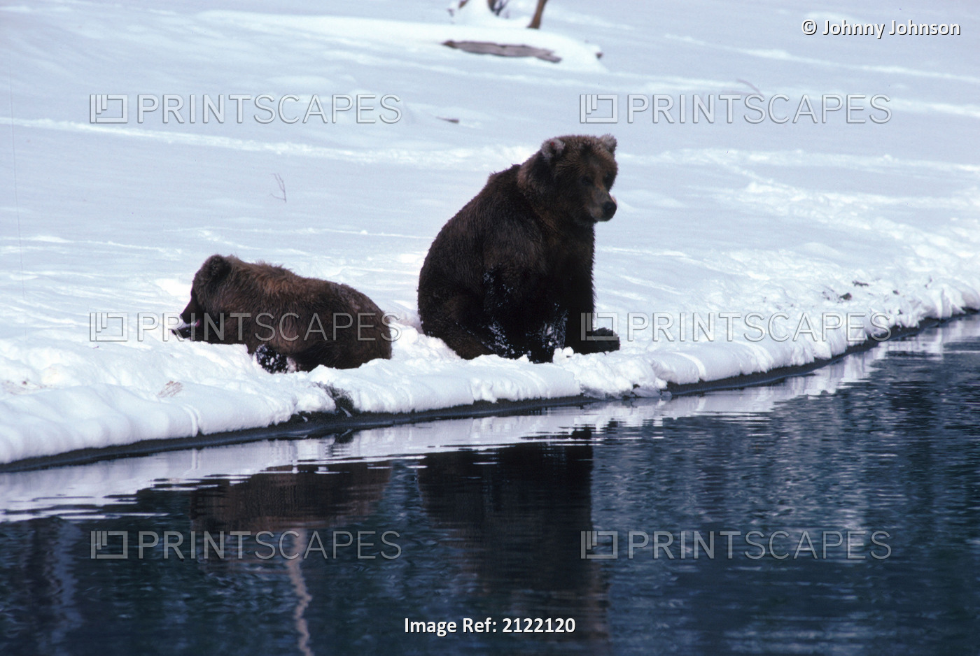 Grizzly Sow & Cubs Early Snow Naknek Lake Sw Ak