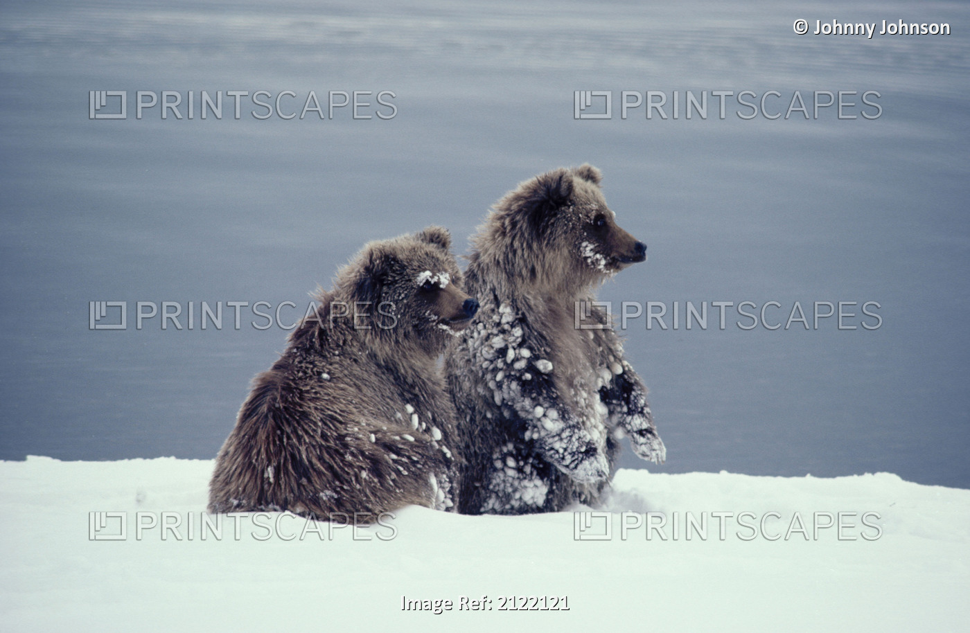 Grizzly Cubs In Snow Storm Katmai Np Winter Alaska