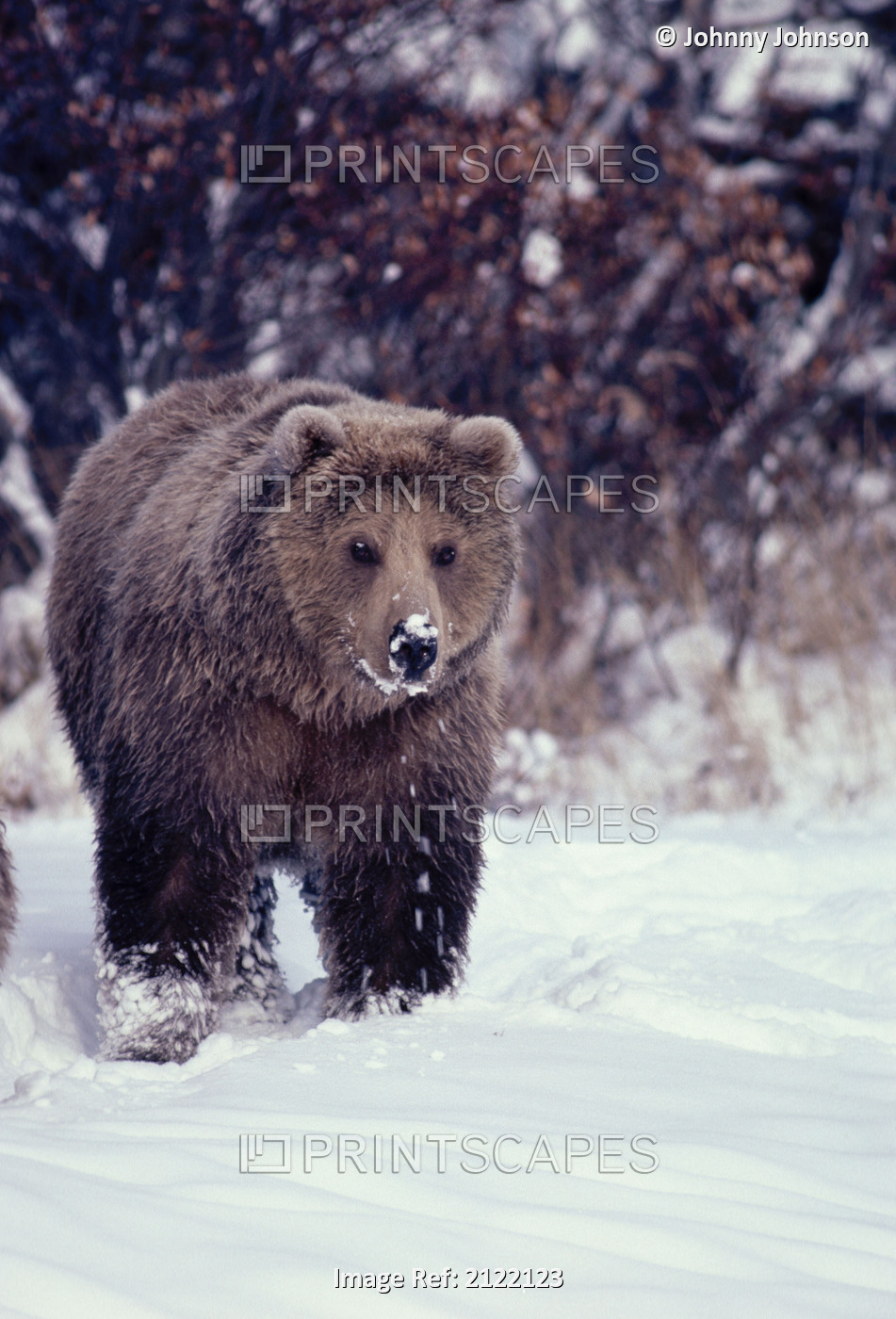 Grizzly Walking In Snow Katmai Np Winter Alaska