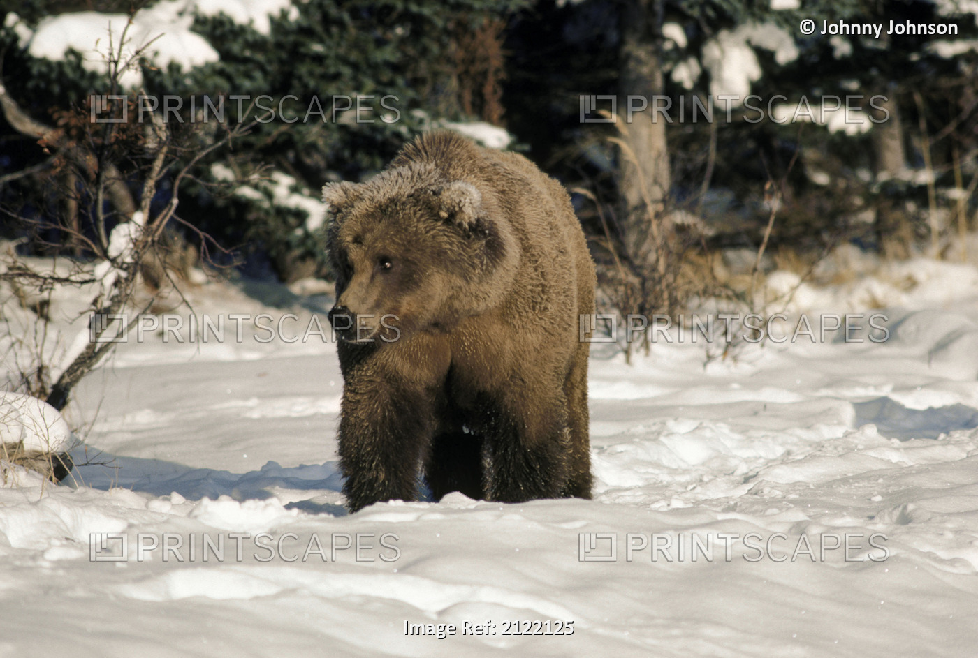 Grizzly Walking On Snow Katmai Np Winter Alaska