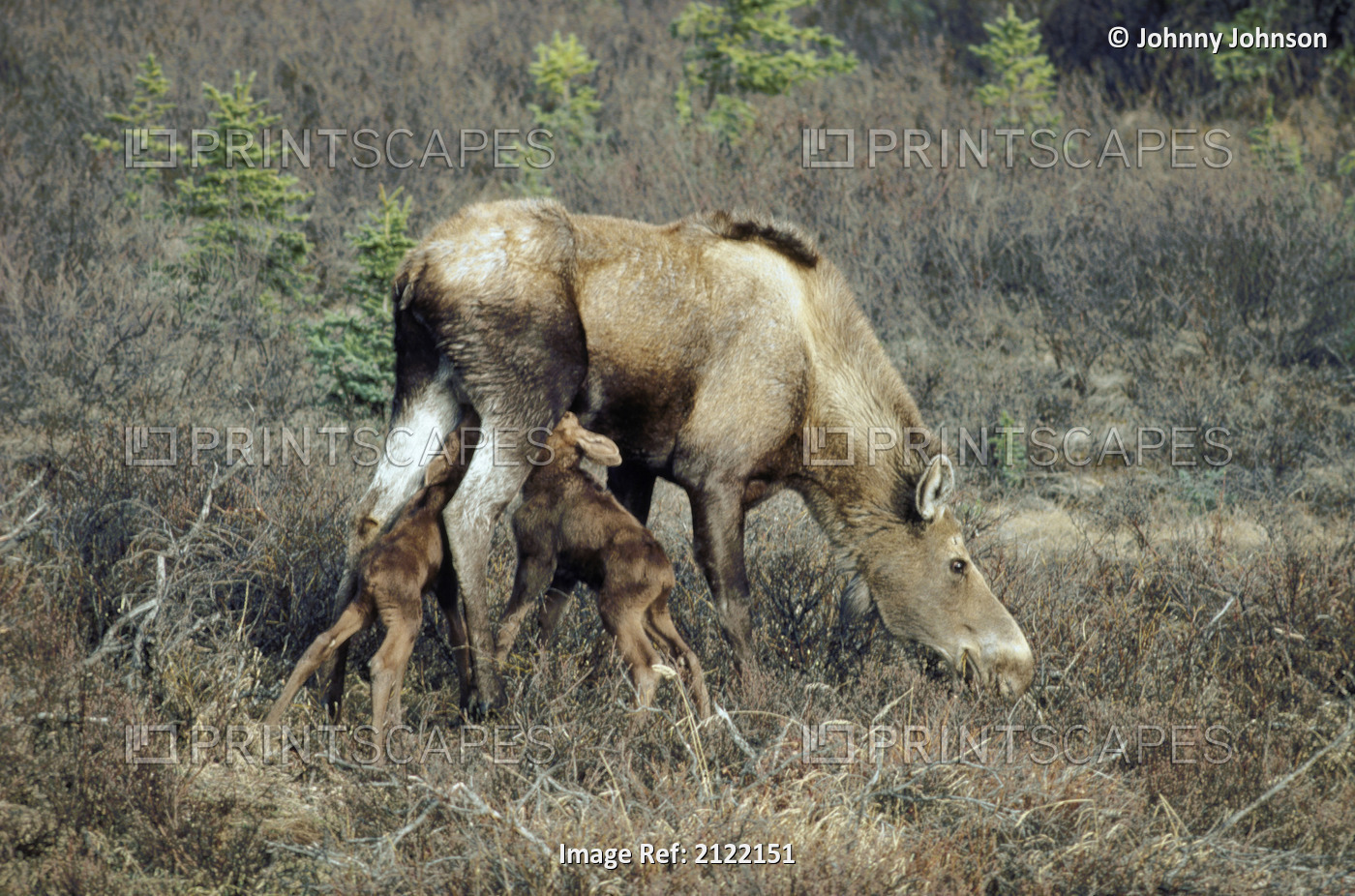 Moose Cow And Calves Nursing Denali Natl Park Interior Ak Fall Scenic