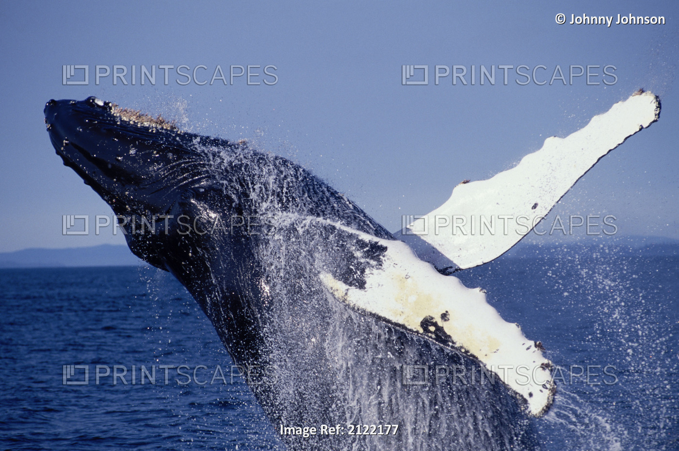 Humpback Whale Breaching Frederick Sound Southeast Ak Summer