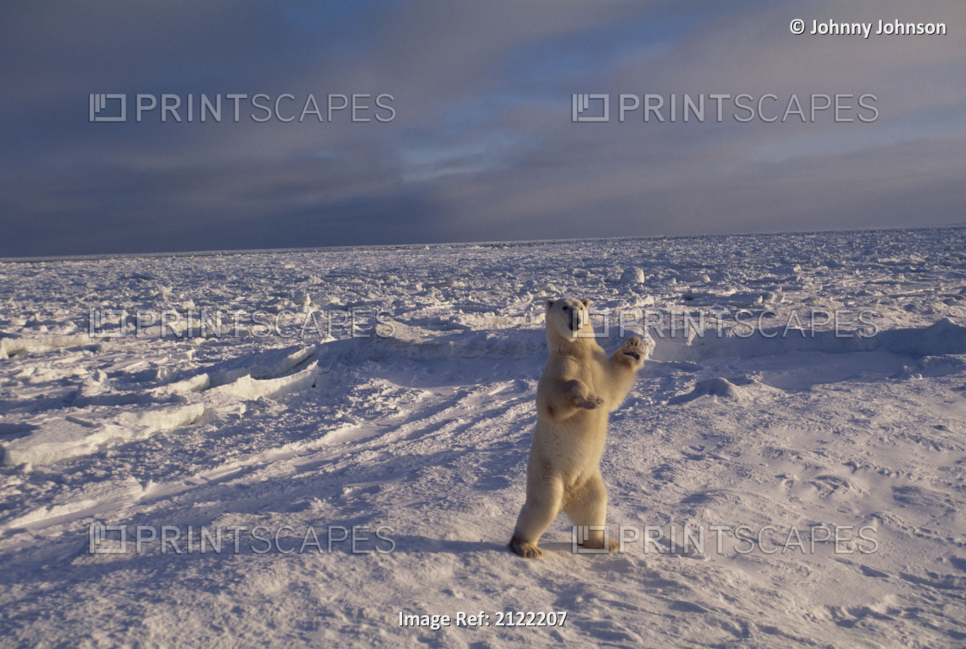 Polar Bear Standing Up Churchill Manitoba Canada