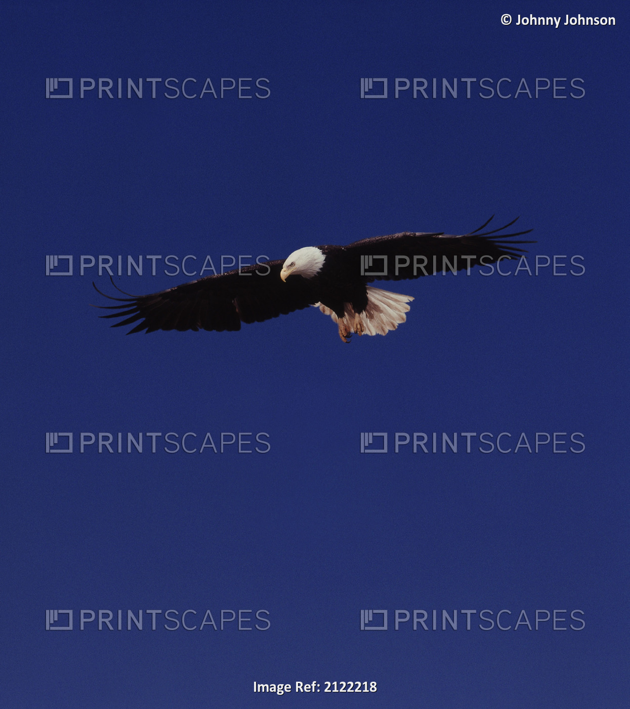 Bald Eagle In Flight Alaska Digital Composite