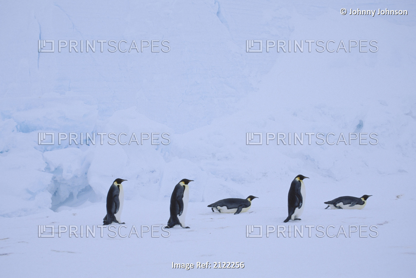 Emperor Penguins Riiser Larson Ice Shelf Antarctica