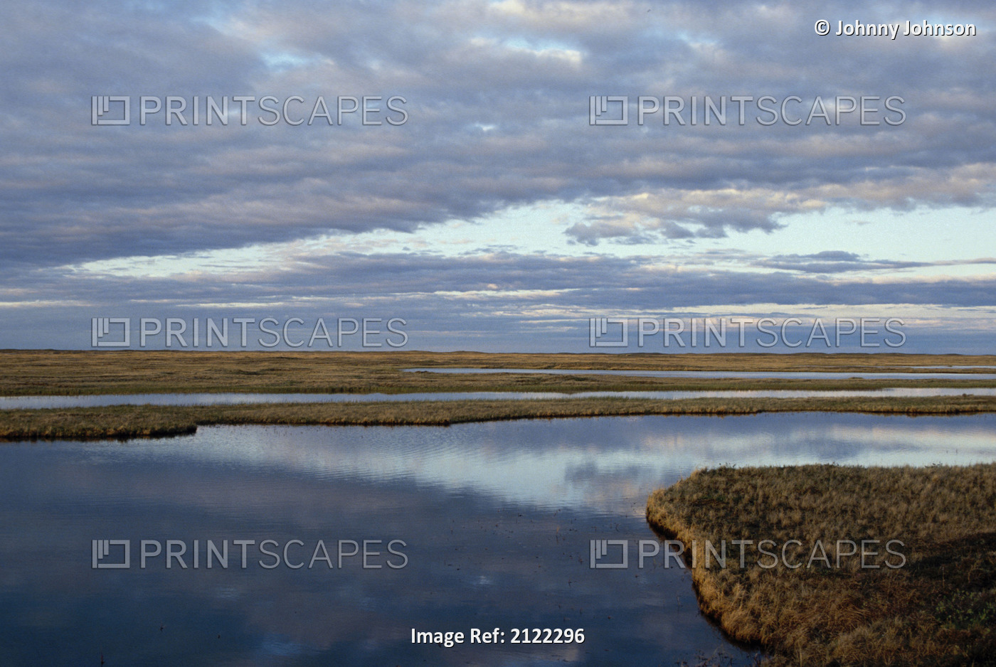 Coastal Plain Tundra Pond Anwr Summer Landscape Ak
