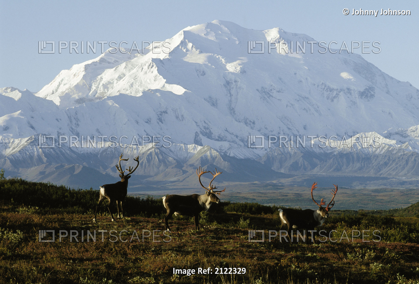 Bull Caribou Mt Mckinley Alaska Range Interior Ak Denali Natl Park Fall Scenic