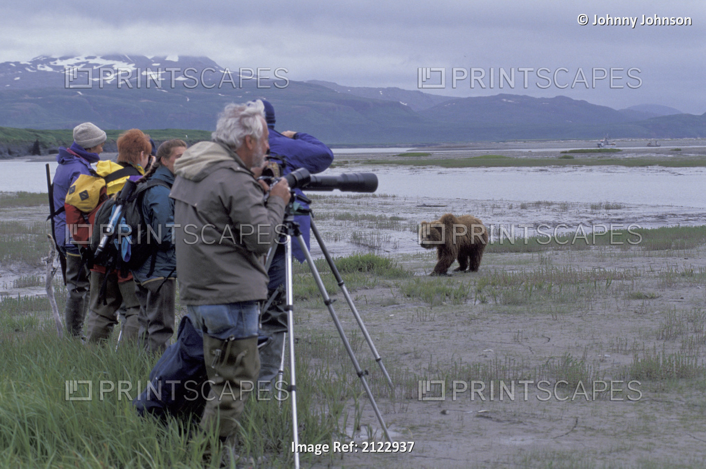People Photographing Grizzly Bear @ Mcneil Game Sanctuary Ak Sc