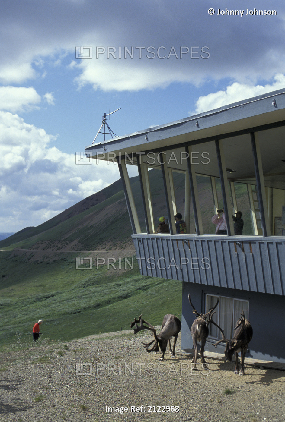 Visitors View Caribou From Eielson Visitor Center Ak/Ndenali Np Summer - Old ...