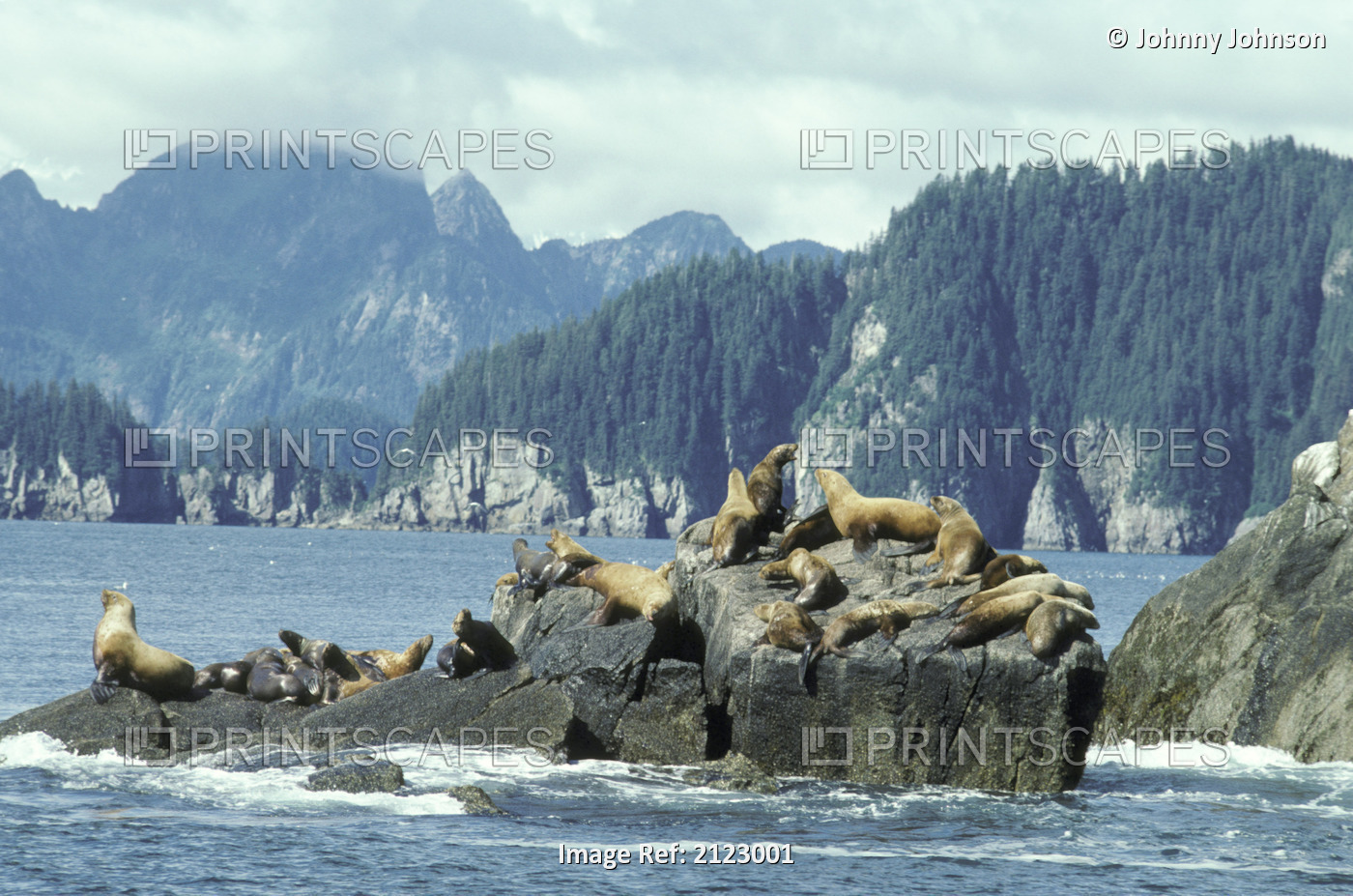 Steller Sea Lions On Haul Out Resurrection Bay Kp Ak Summer