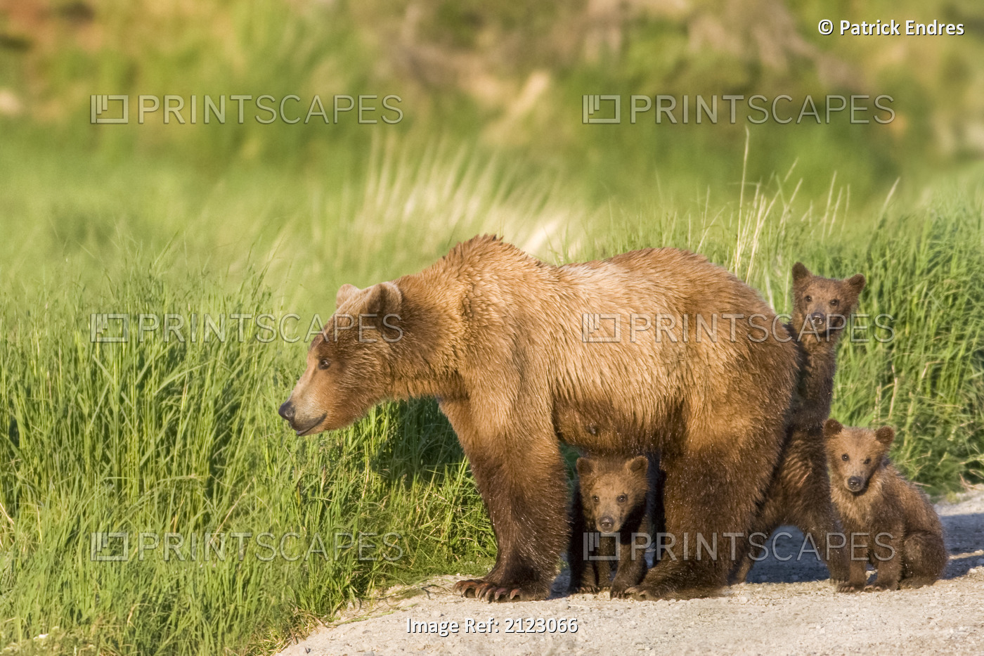 Composite: Sow And Triplet Cubs Walking Near Naknek Lake In Katmai National ...