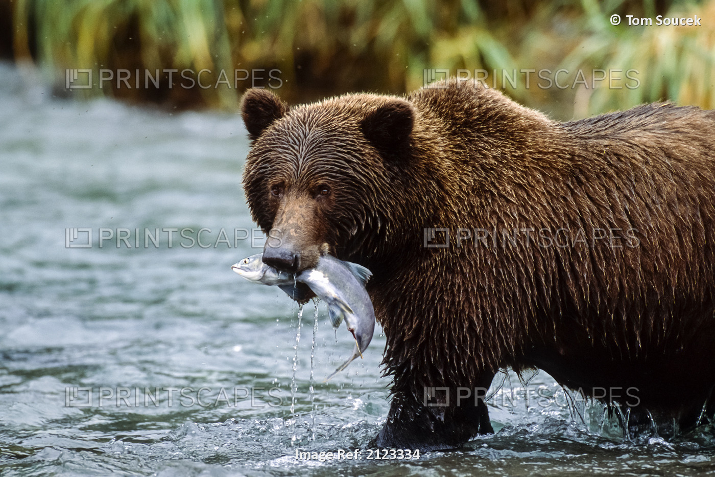 Adult Brown Bear W/Chum Salmon In River Sw Ak Summer Geographic Harbor