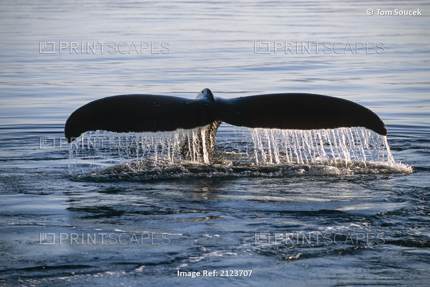 Close-up of a Humpback whale's fluke (Megaptera novaeangliae) breaching in ...