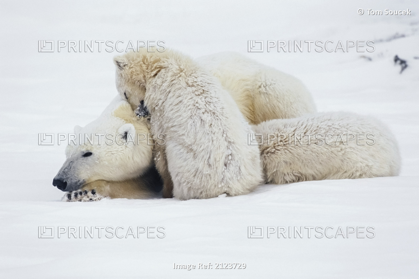 Polar bear (Ursus maritimes) and cub snuggling on the snow; Churchill, ...