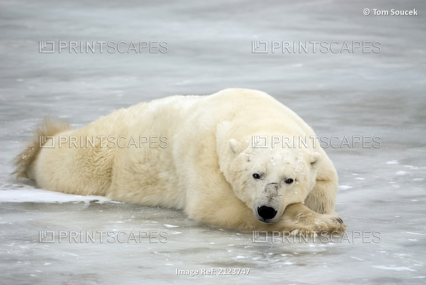 Polar bear (Ursus maritimus) resting on ice; Churchill, Manitoba, Canada.