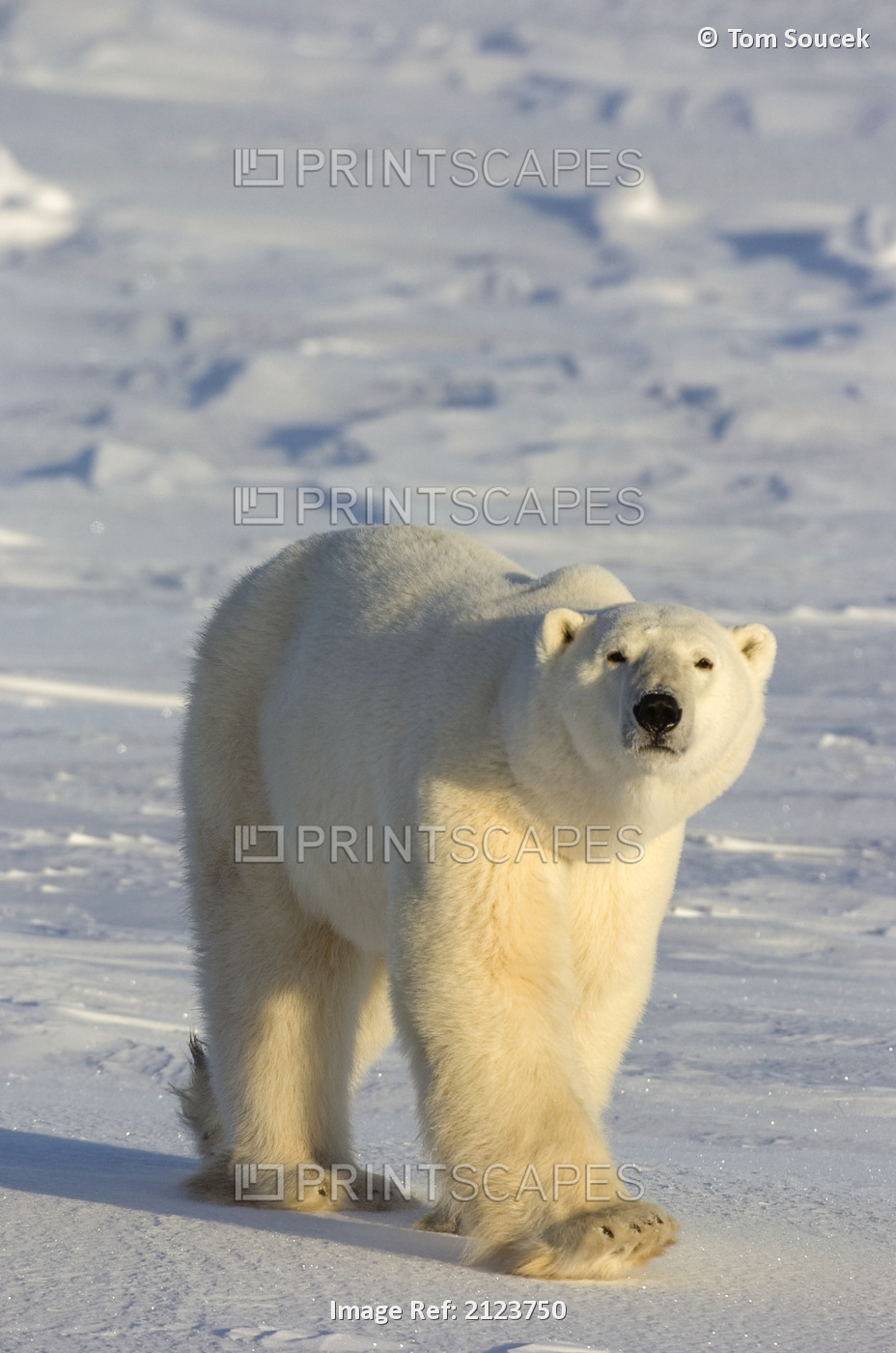 Polar bear (Ursus maritimus) walking on snow-covered ground; Churchill, ...