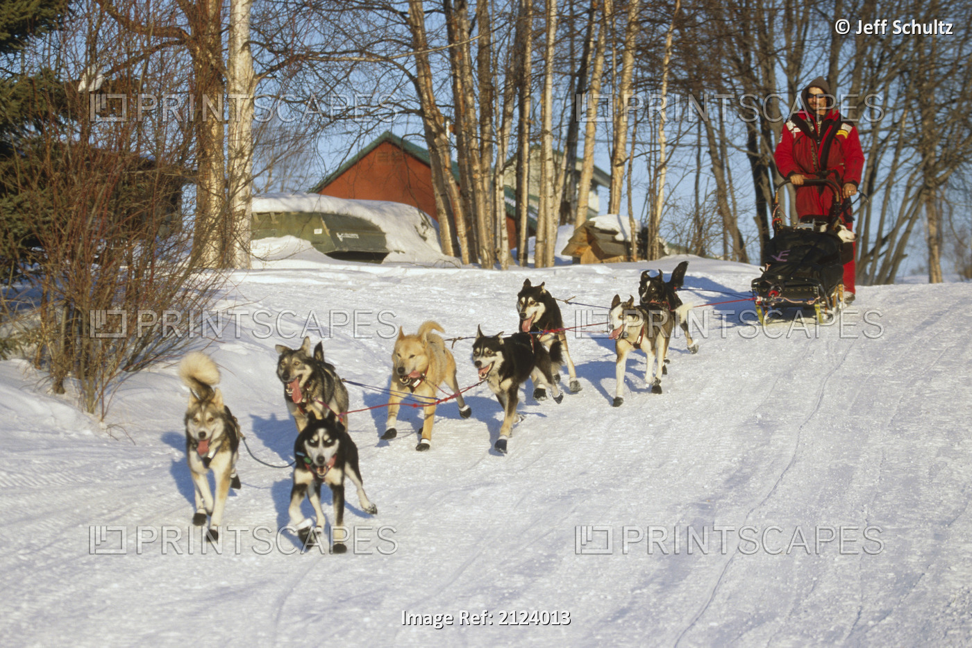Lance Mackey On The Road To The Takotna Checkpoint During The 2002 Iditarod ...