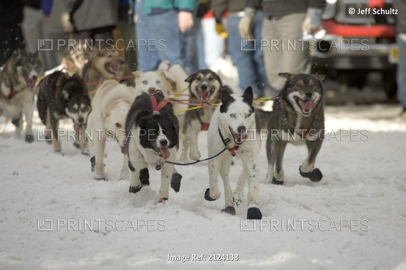 Ed Itens Sled Dog Team Leaves Start 2005 Iditarod Ceremonial Start Anchorage