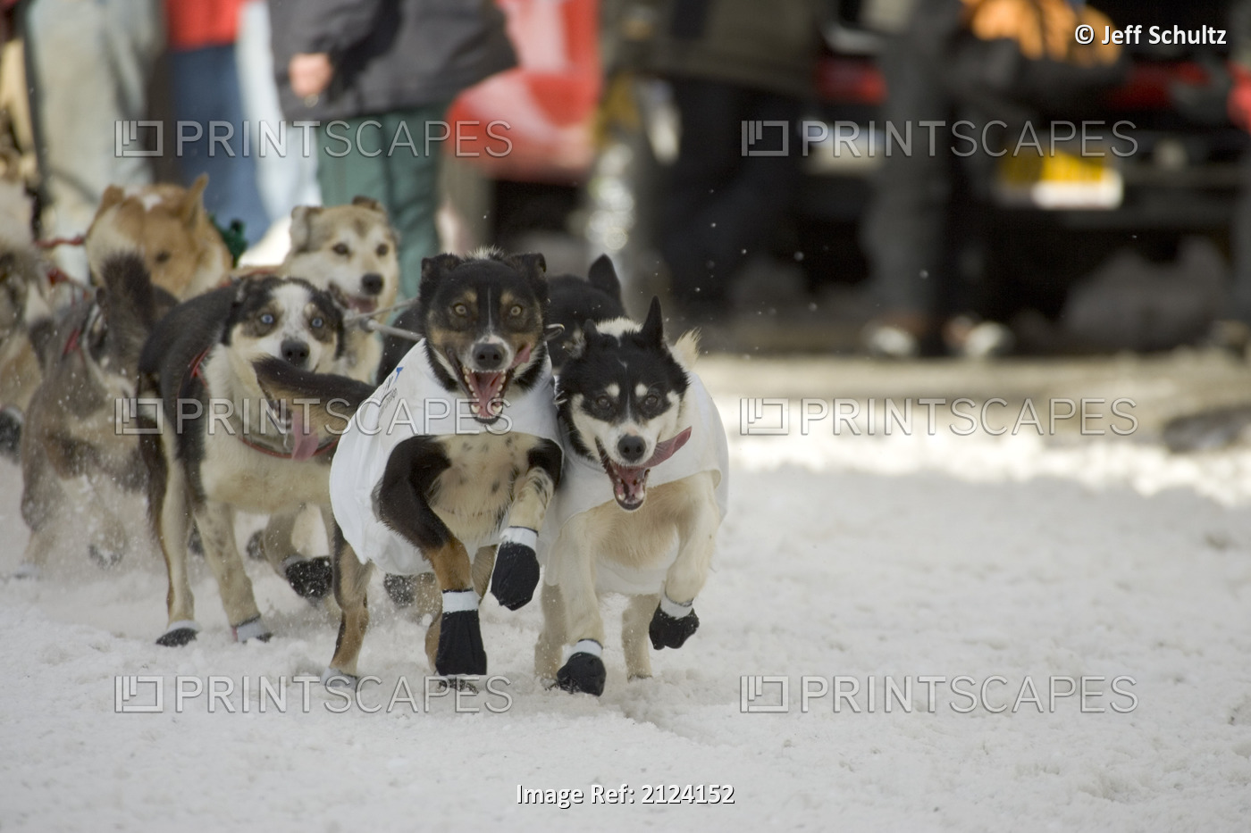Kelley Griffin's Sled Dog Team Leaves Start 2005 Iditarod Ceremonial Start ...