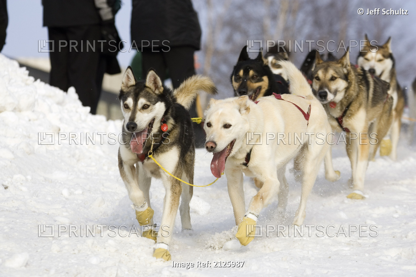 Randy Cummins Sled Dog Team Running Through Streets Of Anchorage 2006 Iditarod ...