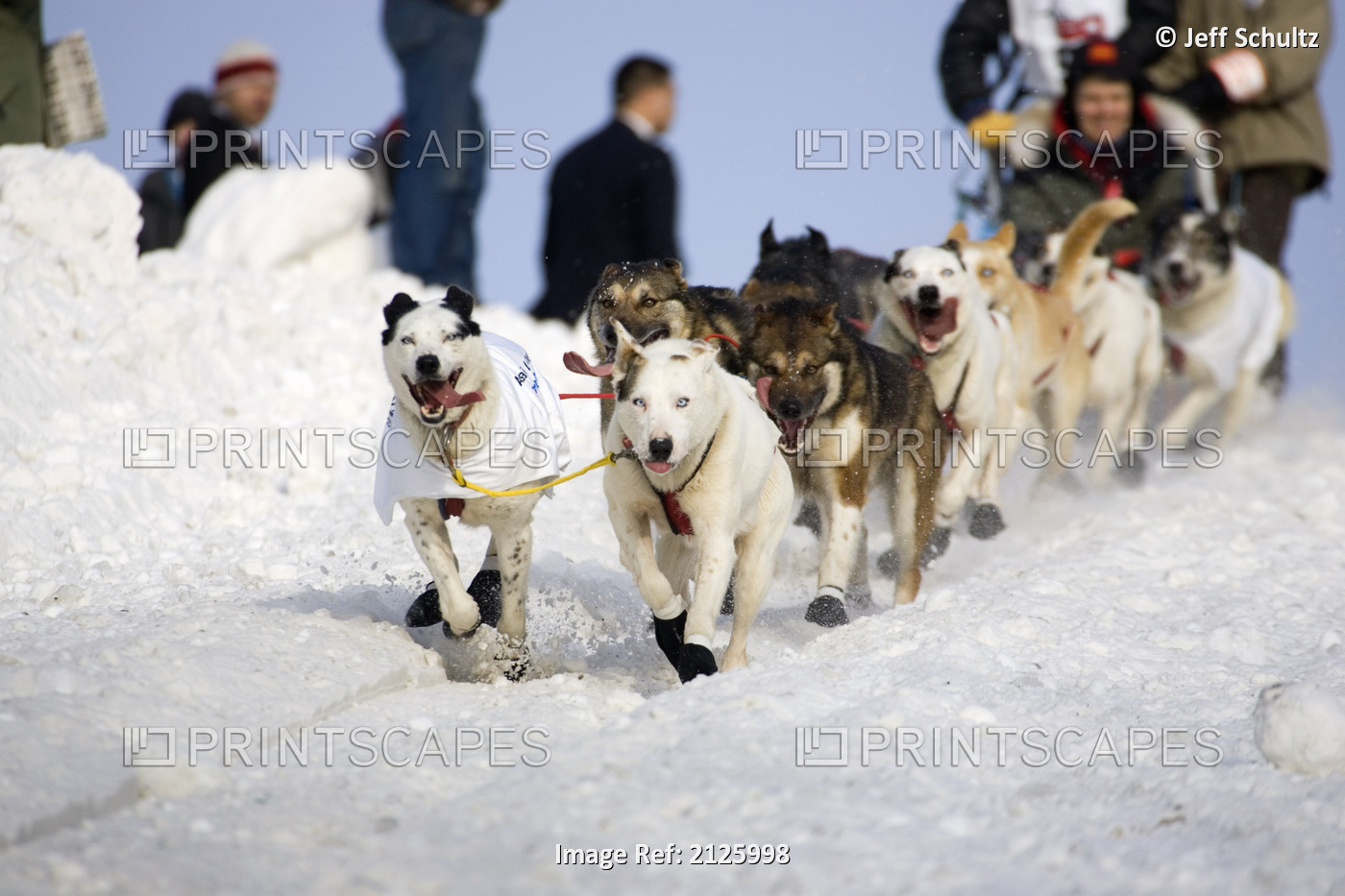 Tollef Monsons Sled Dog Team Running Through Streets 2006 Iditarod Ceremonial ...