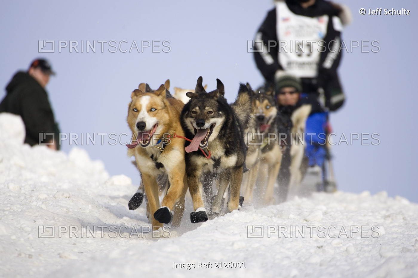 Rick Casillos Sled Dog Team Running Through Streets 2006 Iditarod Ceremonial ...