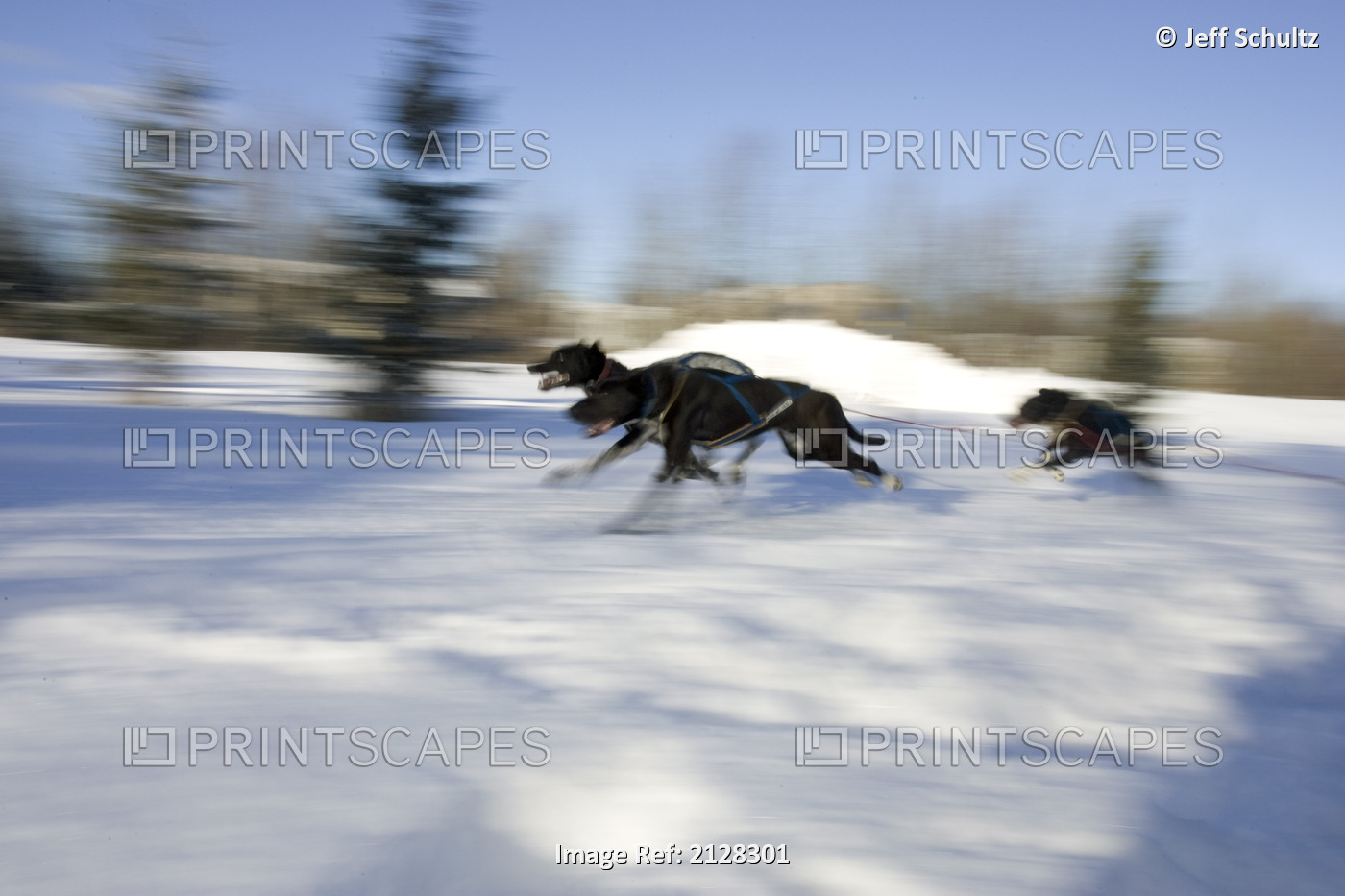Sled Dogs Sprinting @ Jasdra World Championship Ak Blurred Anchorage Tozier ...