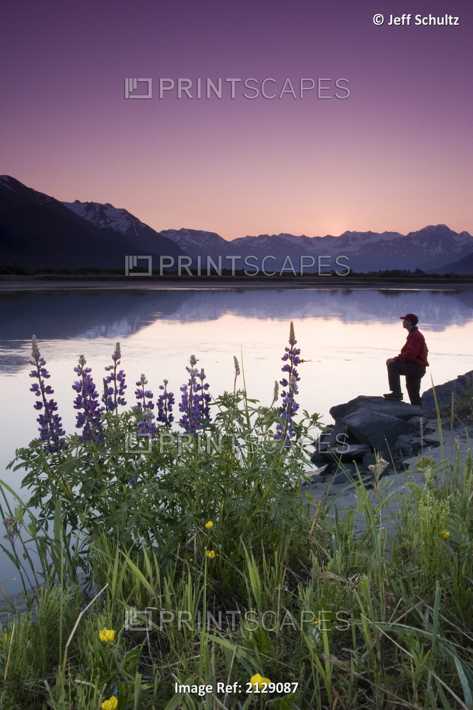 Hiker Along 20-Mile River @ Sunrise Stops Near Lupine To View Scenery Chugach ...