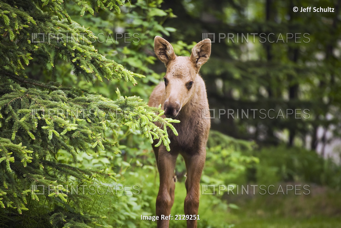 Moose Calf Standing Next To Spruce Tree In Southcentral Alaska