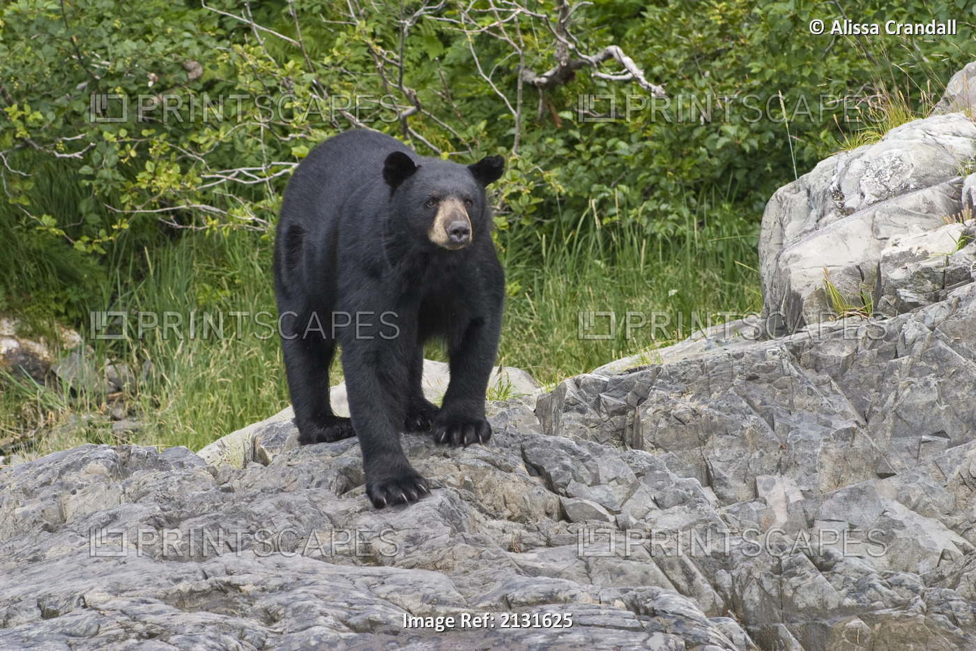 Black Bear Standing On Shoreline Of Pederson Lagoon, Kenai Fjords National ...