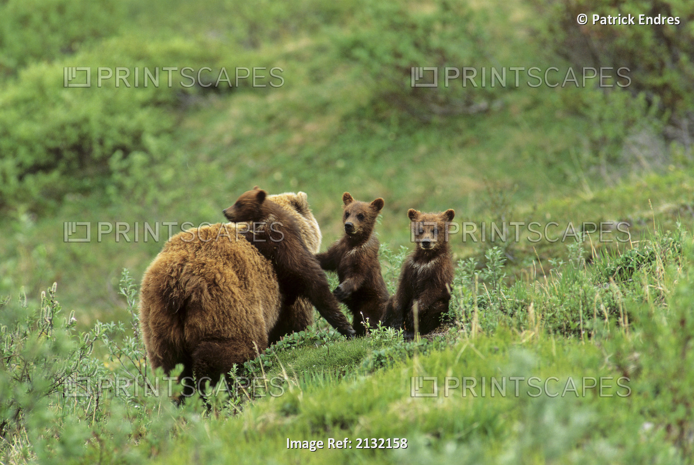 Denali Natl Park Grizzly Bear Sow Cubs Interior Alaska Tundra Summer Green