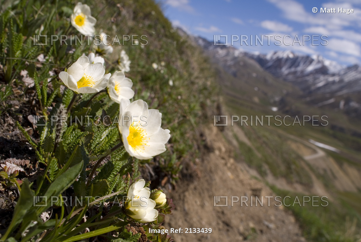 Mountain Avens Bloom On A Hillside At Denali National Park. Spring In Interior ...