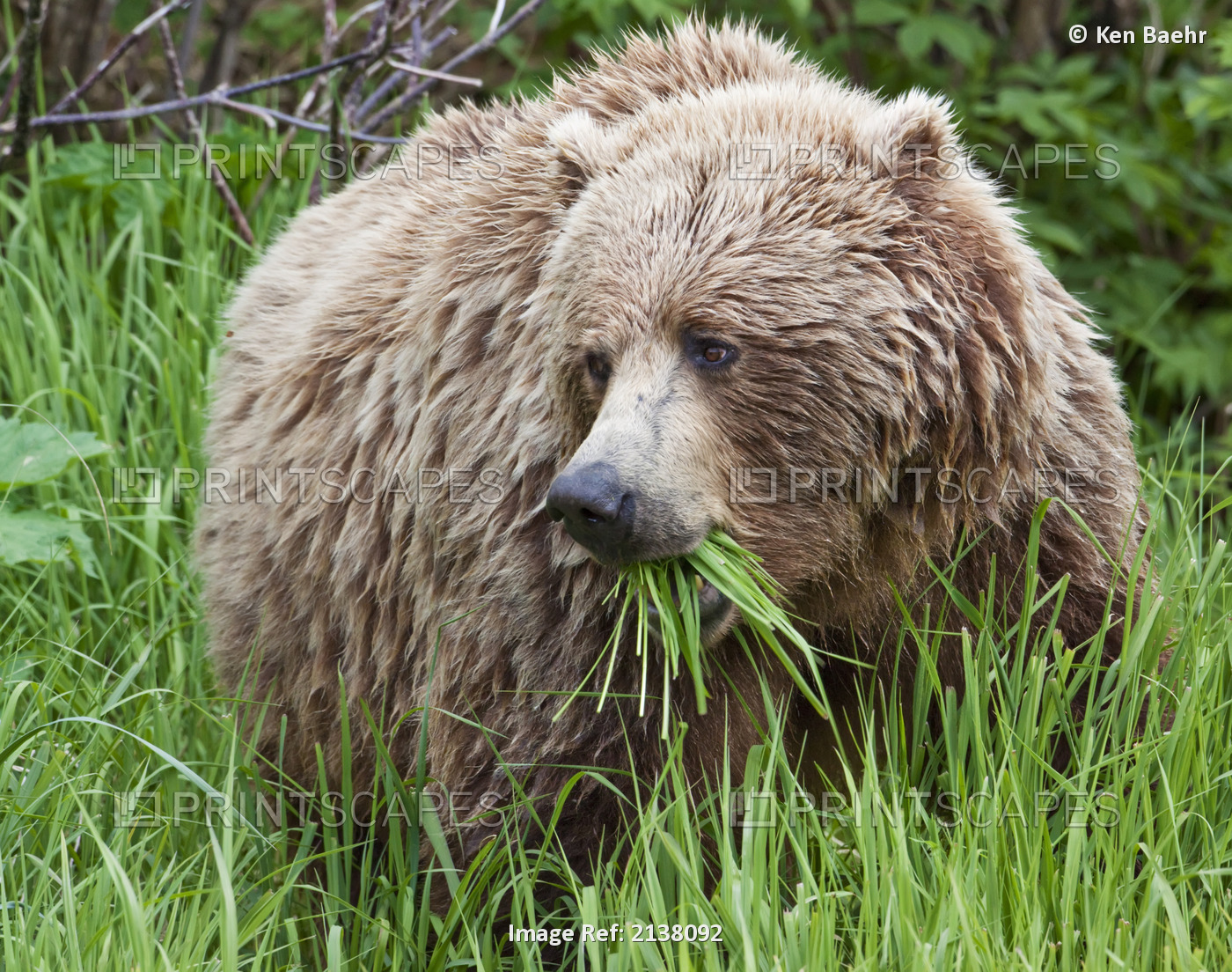 A Female Brown Bear Feeds On Sedge Grasses Near The Shore Of Geographic Harbor, ...