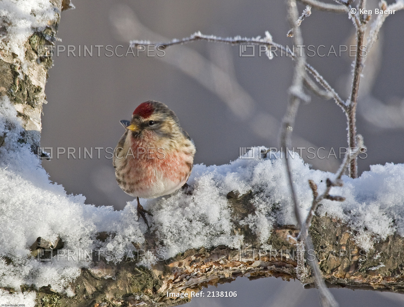 Close Up View Of A Male Redpoll In Spring Breeding Colors, Anchorage, ...