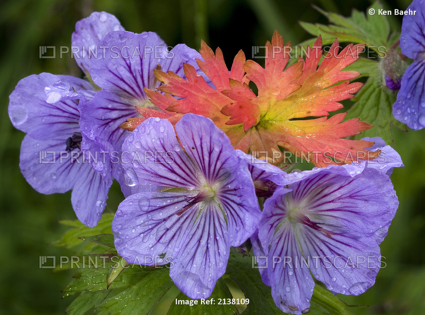 Wild Geranium Blooms With Premature Fall Leaf Coloring In Glen Alps, Chugach ...