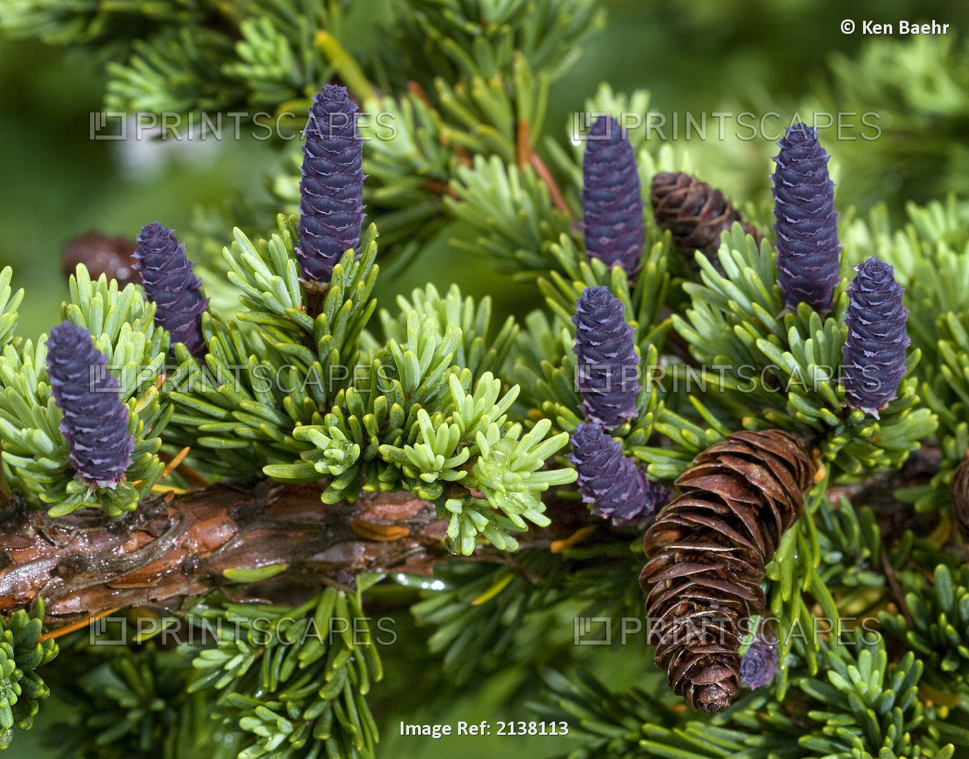 Newly Sprouted Spruce Cones Grow Amidst Last Years Cones In Glen Alps, Chugach ...