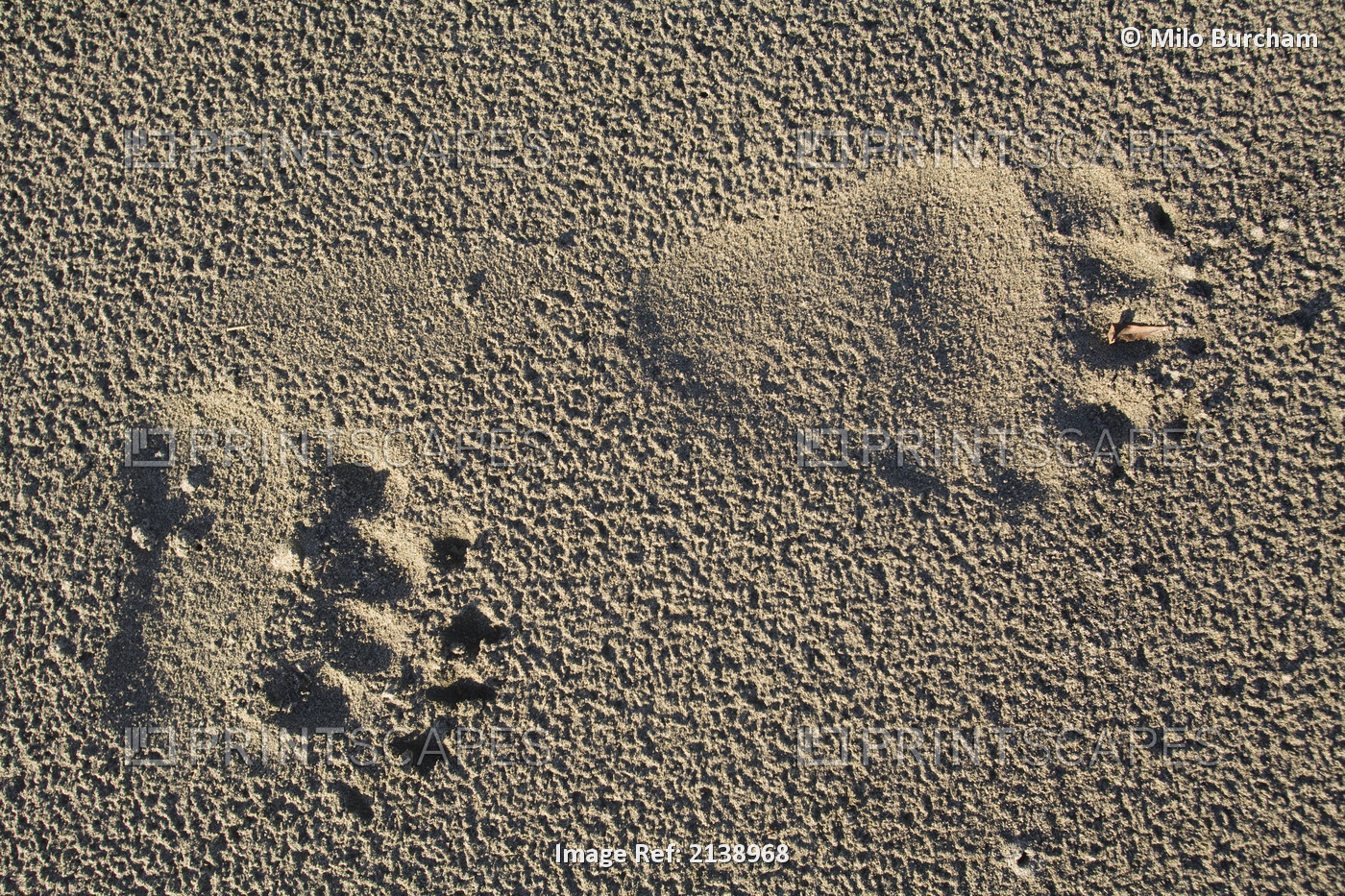 Close Up View Of Brown Bear Tracks In Sand, Hinchinbrook Island, Prince William ...
