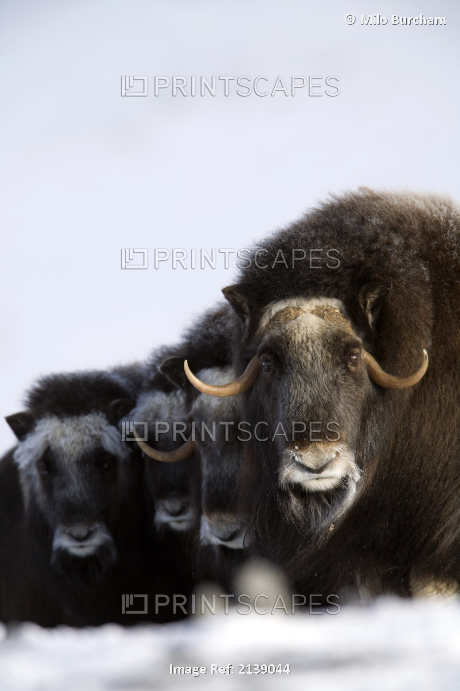 Musk-Ox Cows & Calves In A Defensive Lineup During Winter On The Seward ...