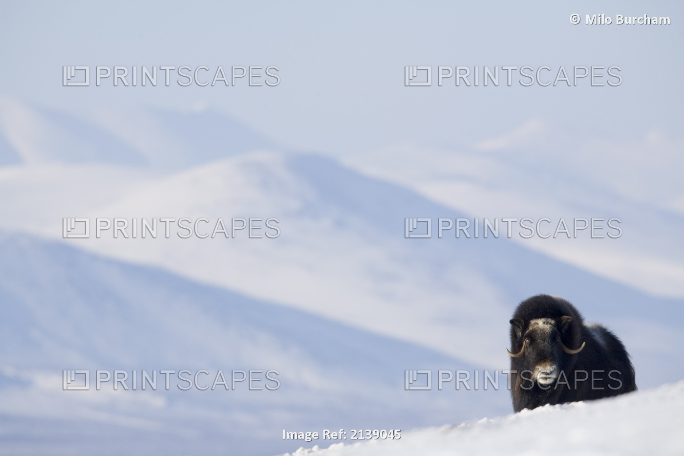 Female Musk-Ox Stands On Ridge In Snowy Landscape During Winter On The Seward ...