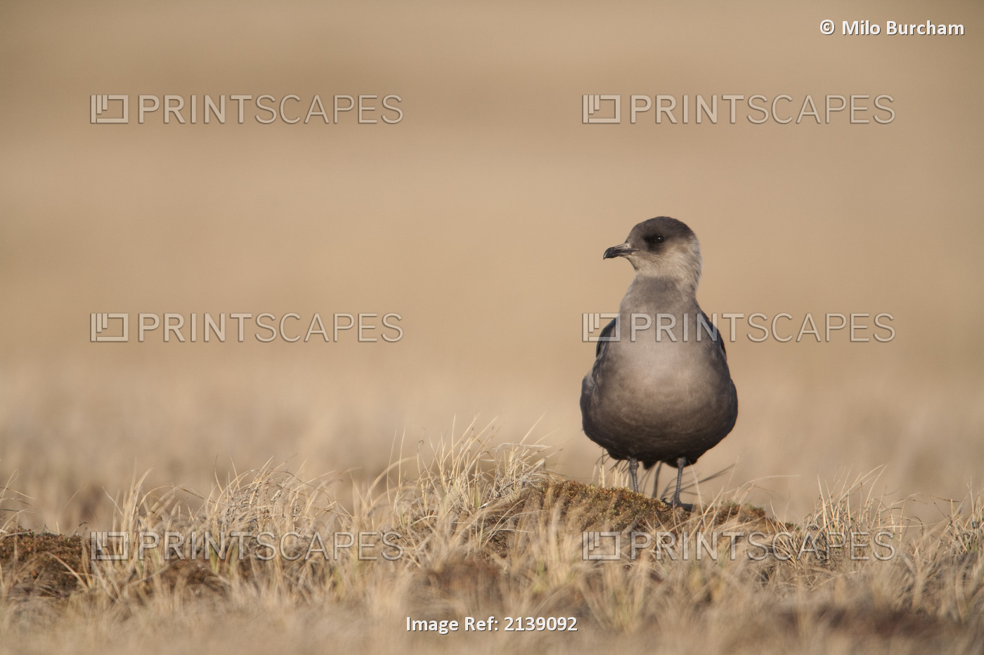 Parasitic Jaeger In Its Dark Phase Standing On Tundra In Early Summer, Arctic ...