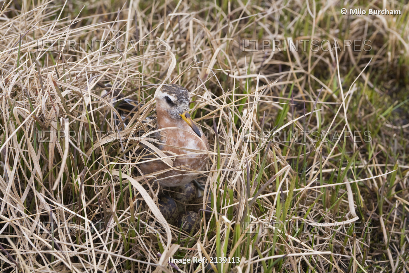 Male Red Phalarope Sits On Nest, Arctic Coastal Plain, National Petroleum ...