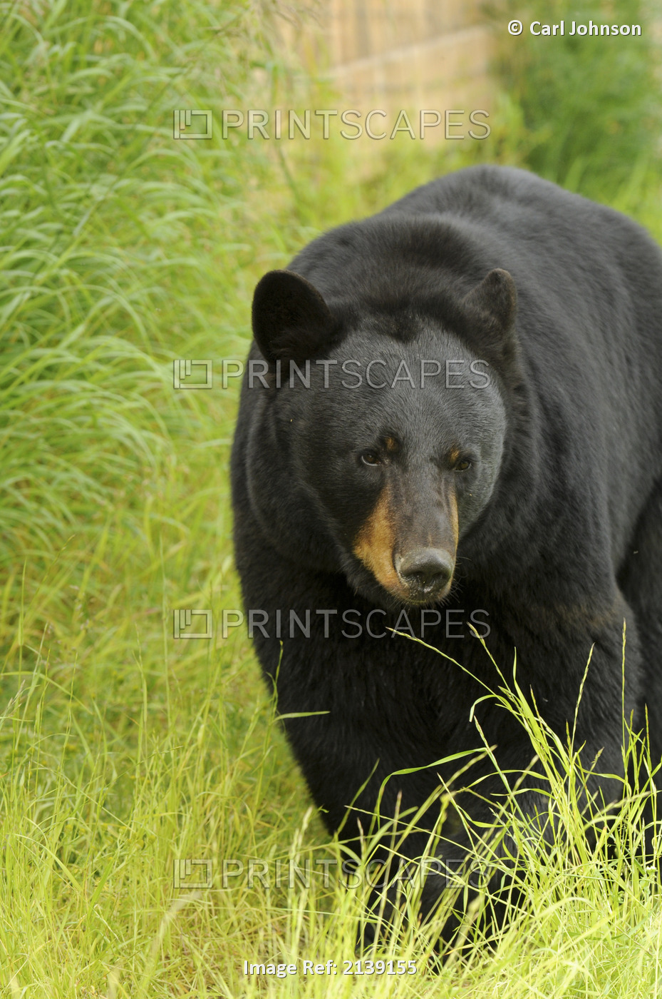 An Adult Male Black Bear Walks In Tall Grasses At The Alaska Wildlife ...