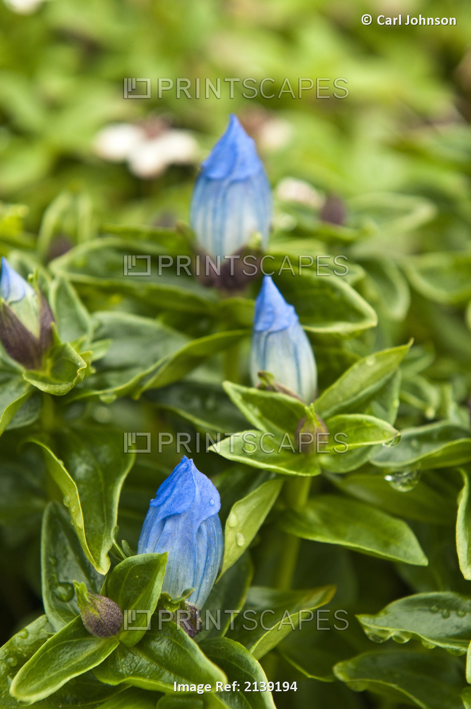 A Group Of Rain-Covered Glaucous Gentian Blooms On The Slopes Of Flattop ...